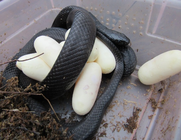 Mexican Black Kingsnake